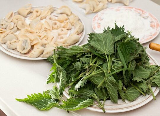 Brennnessel Ravioli mit Tomaten