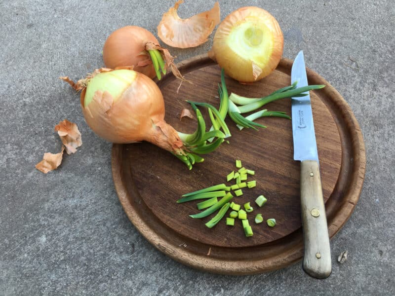 Sind Zwiebeln die austreiben schon schlecht?