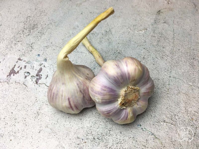 Knoblauch Knolle