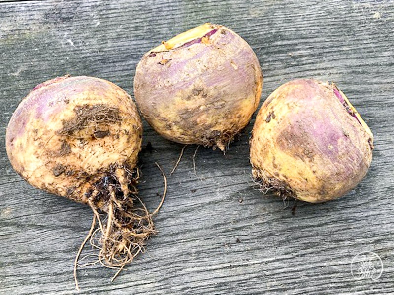 Steckrüben Rezepte